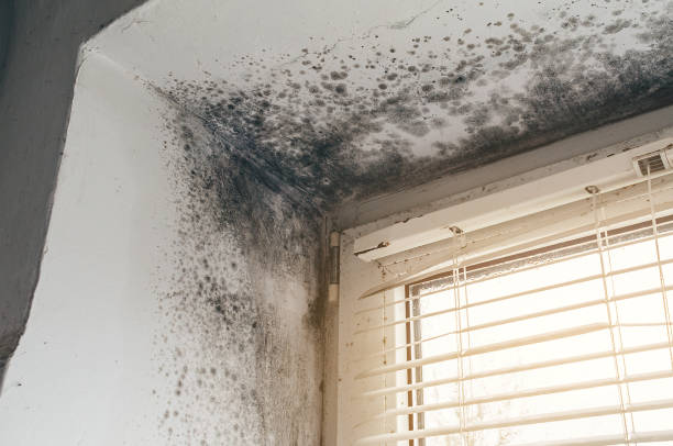 Affordable Bathroom Mold Removal solutions in Hazlet, NJ